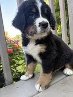 AKC Riot, a male Bernese Mountain Dog for sale in Michigan City, IN – 5 of 9