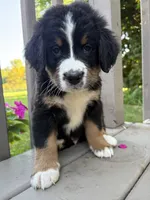 AKC Riot, a male Bernese Mountain Dog for sale in Michigan City, IN – 9 of 9