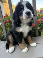 AKC Rita , a female Bernese Mountain Dog for sale in Michigan City, IN – 3 of 7
