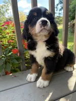Fern , a female Bernese Mountain Dog for sale in Michigan City, IN – 8 of 10