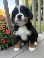 AKC Rufus , a male Bernese Mountain Dog for sale in Michigan City, IN – 6 of 7