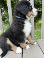 AKC Roosevelt , a male Bernese Mountain Dog for sale in Michigan City, IN – 6 of 7
