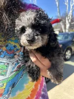Tulip, a female Poodle - Toy  for sale in Michigan City, IN – Photo 1 of 5