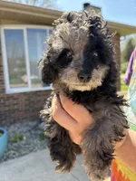 Tulip, a female Poodle - Toy  for sale in Michigan City, IN – Photo 2 of 5