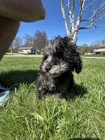 Tulip, a female Poodle - Toy  for sale in Michigan City, IN – Photo 5 of 5