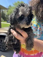 Tulip, a female Poodle - Toy  for sale in Michigan City, IN – Photo 3 of 5