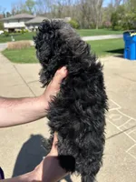 Tulip, a female Poodle - Toy  for sale in Michigan City, IN – Photo 4 of 5