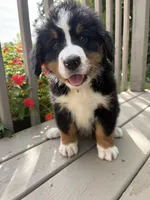 AKC Rex, a male Bernese Mountain Dog for sale in Michigan City, IN – 6 of 10