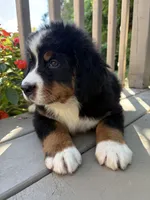 Franklin , a male Bernese Mountain Dog for sale in Michigan City, IN – 4 of 6