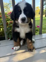 Frodo, a male Bernese Mountain Dog for sale in Michigan City, IN – 4 of 8