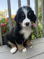 AKC Roosevelt , a male Bernese Mountain Dog for sale in Michigan City, IN – 3 of 7