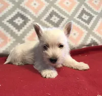 litter avail 3/29, a female West Highland White Terrier for sale in St. Louis, MO – Photo 2 of 3