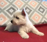 litter avail 3/29, a female West Highland White Terrier for sale in St. Louis, MO – Photo 3 of 3