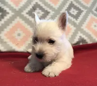 litter avail 3/29, a female West Highland White Terrier for sale in St. Louis, MO – Photo 1 of 3