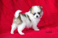 Duchess, a female Pomeranian for sale in Farwell, MI – 3 of 3