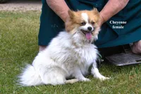 Cheyenne , a female Pomeranian for sale in Farwell, MI – 1 of 3