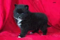 King, a male Pomeranian for sale in Farwell, MI – 2 of 4