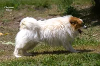 Cheyenne , a female Pomeranian for sale in Farwell, MI – 3 of 3