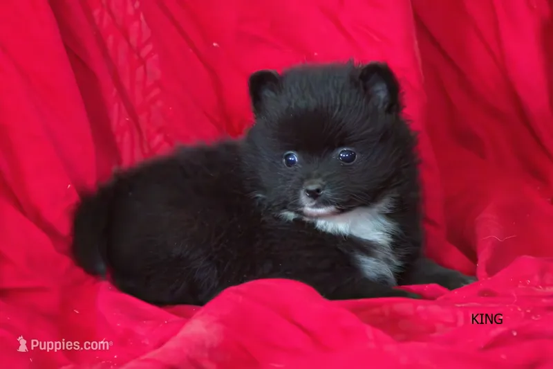 King – Pomeranian puppy for sale in Farwell, MI