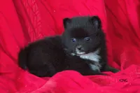 King, a male Pomeranian for sale in Farwell, MI – 1 of 4