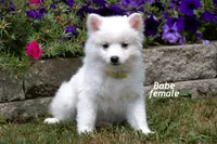 Babe, a female American Eskimo for sale in Farwell, MI – 1 of 1