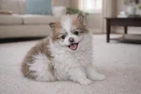 Bozo, a male Pomchi for sale in Farwell, MI – Photo 1 of 3