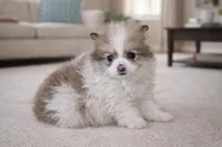 Bozo, a male Pomchi for sale in Farwell, MI – Photo 2 of 3