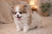 Bozo, a male Pomchi for sale in Farwell, MI – Photo 3 of 3