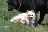 Cheif, a male Pomeranian for sale in Farwell, MI – 2 of 3