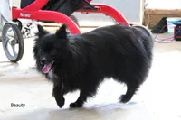 Beauty, a female Pomeranian for sale in Farwell, MI – 1 of 1