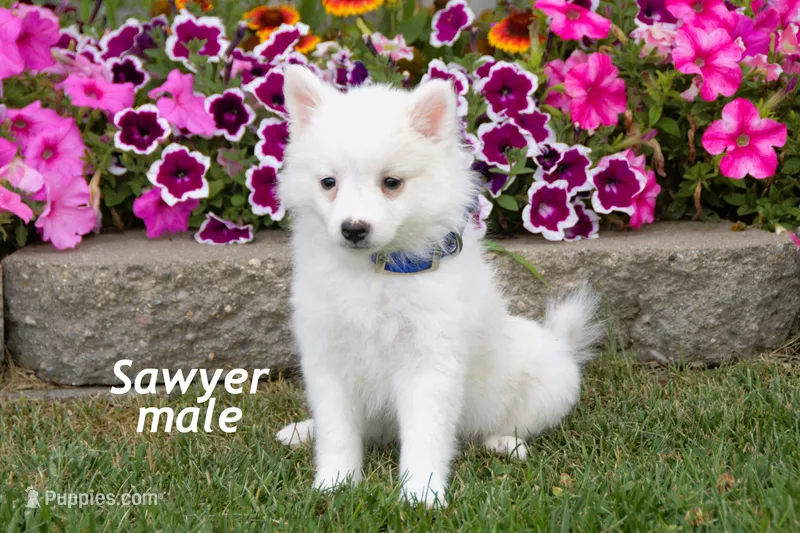Sawyer – American Eskimo puppy for sale in Farwell, MI