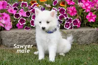 Sawyer, a male American Eskimo for sale in Farwell, MI – 1 of 1