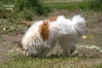 Cheyenne , a female Pomeranian for sale in Farwell, MI – 2 of 3