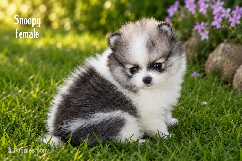 Snoopy – Pomeranian puppy for sale in Farwell, MI
