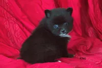 King, a male Pomeranian for sale in Farwell, MI – 4 of 4