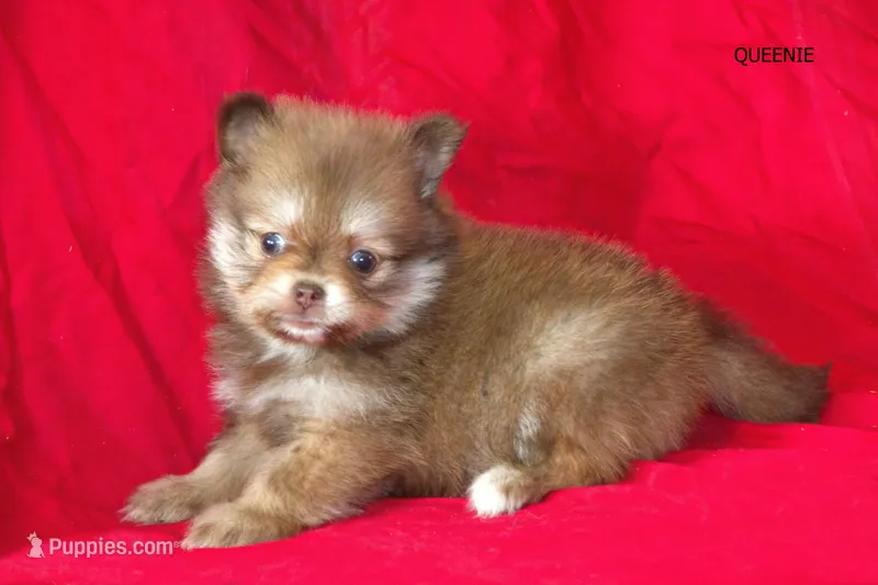 Queenie  – Pomeranian puppy for sale in Farwell, MI