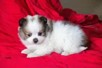Duke, a male Pomeranian for sale in Farwell, MI – 2 of 2