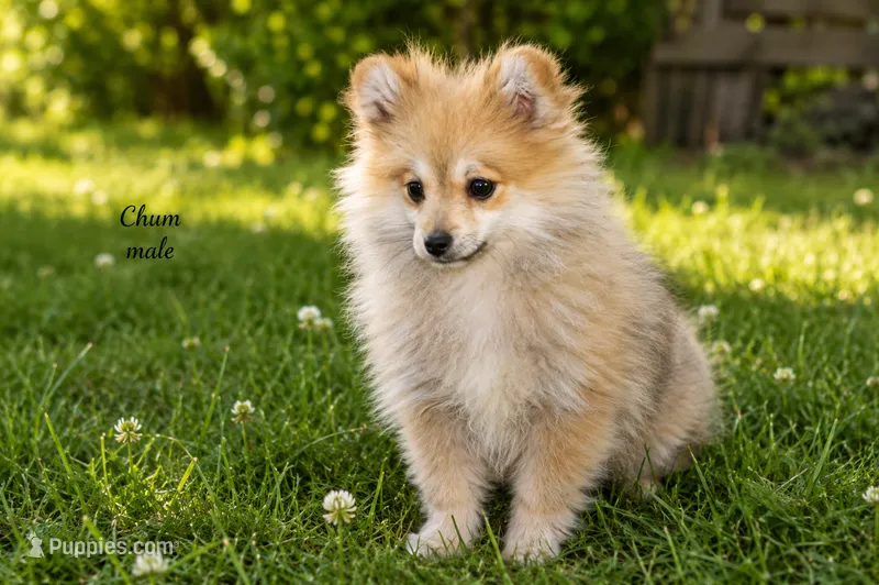 Chum – Pomchi puppy for sale in Farwell, MI