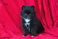 King, a male Pomeranian for sale in Farwell, MI – 3 of 4