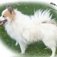 🥜 Peanut, a male Pomeranian for sale in Farwell, MI – Photo 2 of 3