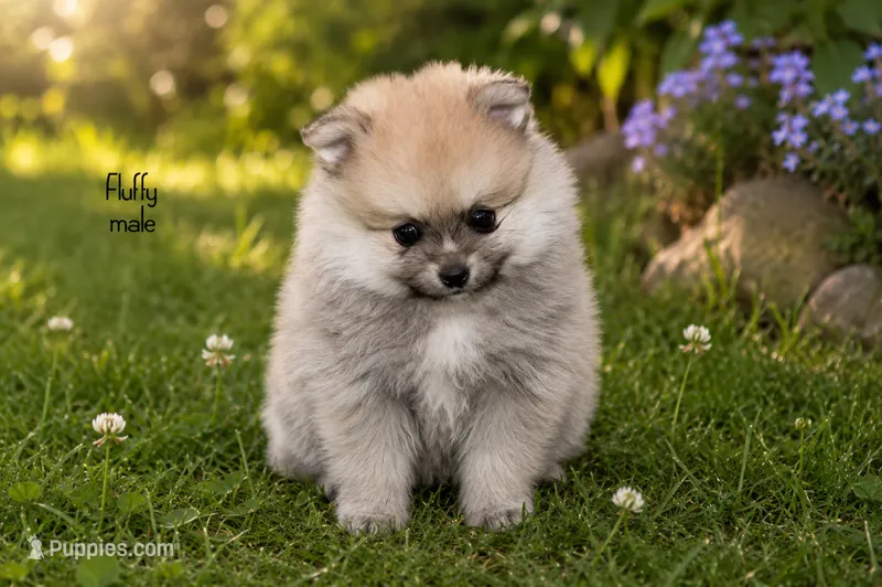 Fluffy  – Pomeranian puppy for sale in Farwell, MI
