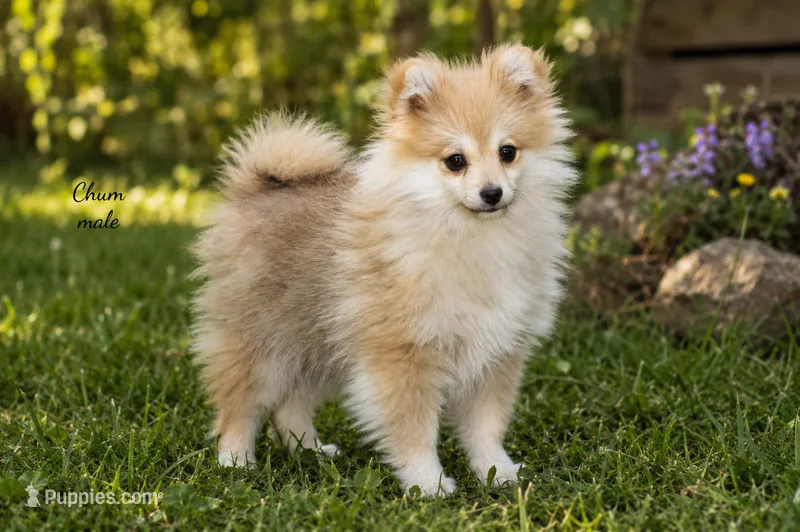 Chum – Pomchi puppy for sale in Farwell, MI