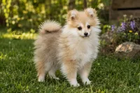 Chum, a male Pomchi for sale in Farwell, MI – 2 of 2