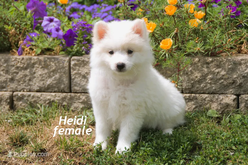 Heidi – American Eskimo puppy for sale in Farwell, MI
