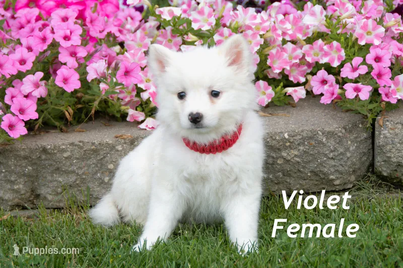 Violet – American Eskimo puppy for sale in Farwell, MI