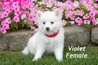 Violet, a female American Eskimo for sale in Farwell, MI – 1 of 1
