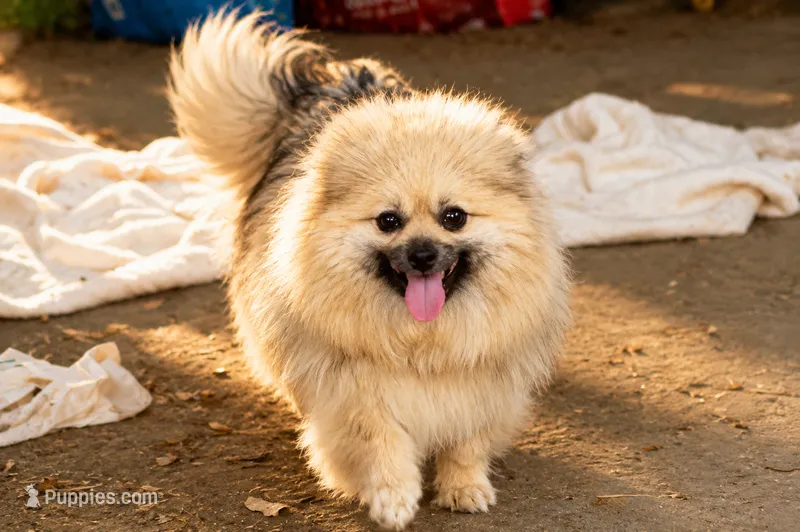 Missy – Pomeranian puppy for sale in Farwell, MI