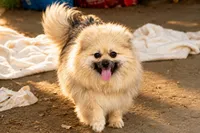 Missy, a female Pomeranian for sale in Farwell, MI – 1 of 2