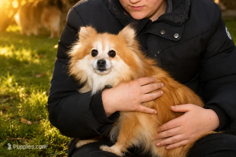 Sugar – Pomeranian puppy for sale in Farwell, MI