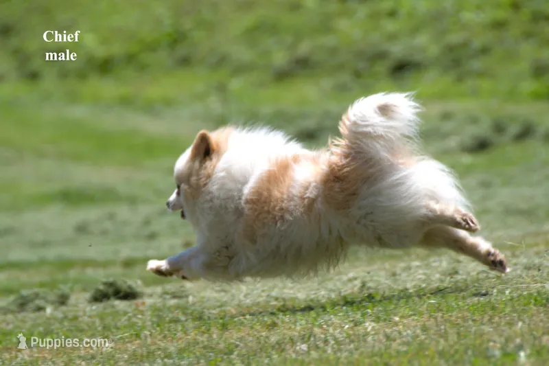 Cheif – Pomeranian puppy for sale in Farwell, MI